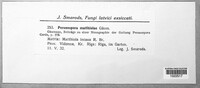 Peronospora matthiolae image